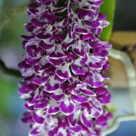 Orchideen Ausstellung in der Orangerie Elfenau 012.jpg